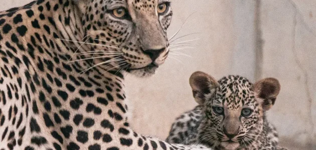 7 نمور عربية جديدة تحيي الأمجاد في محافظة العلا