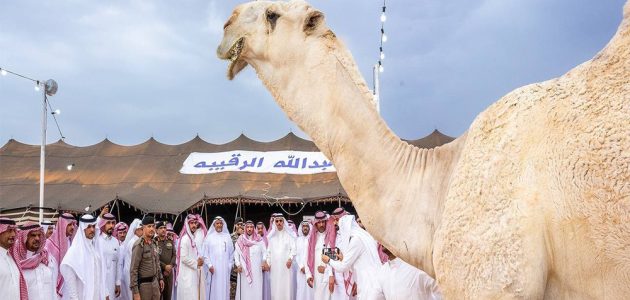 توافد آلاف الزوار| مزاد الإبل في بريدة ساهم في حراك اقتصادي وثقافي 1 مزاد الإبل في بريدة ساهم في حراك اقتصادي وثقافي