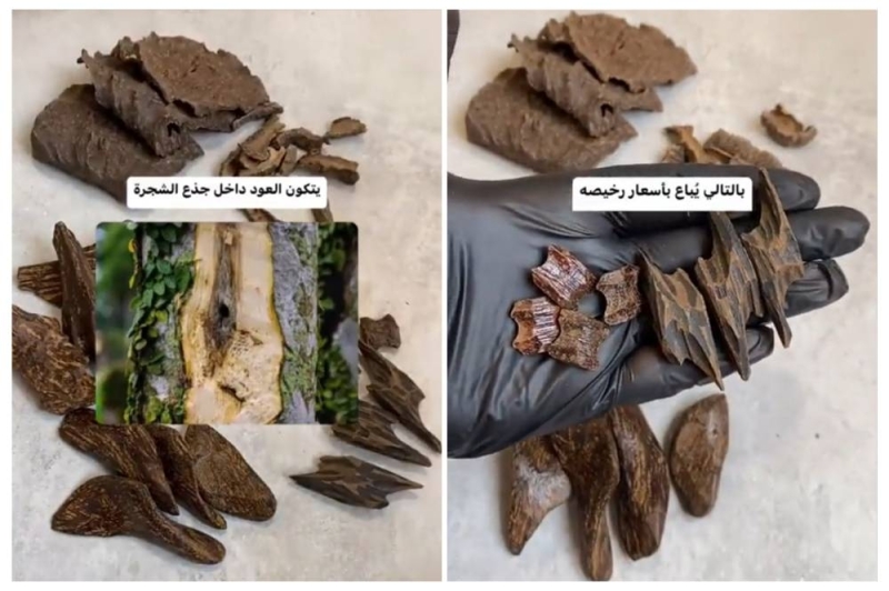 الفرق بين العود الأصلي والصناعي وفرق السعر بينهما | مختص سعودي يحذر من الغش التجاري 1 الفرق بين العود الأصلي والصناعي وفرق السعر بينهما