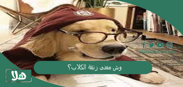 وش معنى زنقة الكلاب؟ المقصود بجملة زنقة الكلاب 1 وش معنى زنقة الكلاب؟