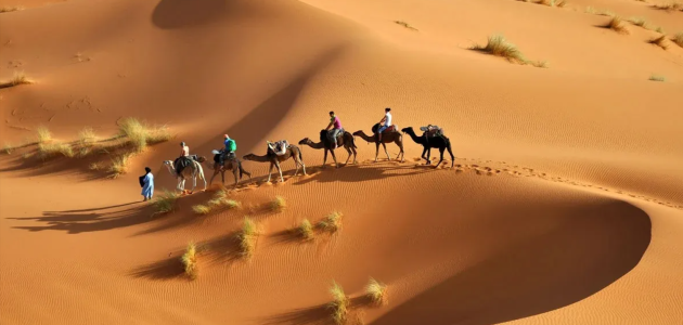 717 رمز اي قبيلة في السعودية 1 717 رمز اي قبيلة في السعودية