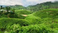 أشهر أماكن زراعة الشاي في العالم والوطن العربي
