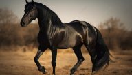 صور للجوال والبي سي | خلفيات خيول فخمة 2024 خيول عربية أصلية