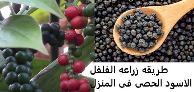 زراعة الفلفل الاسود في البيت