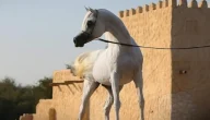 اسماء خيول عربية جميلة عند البدو +50 اسم خيل عربي أصيل