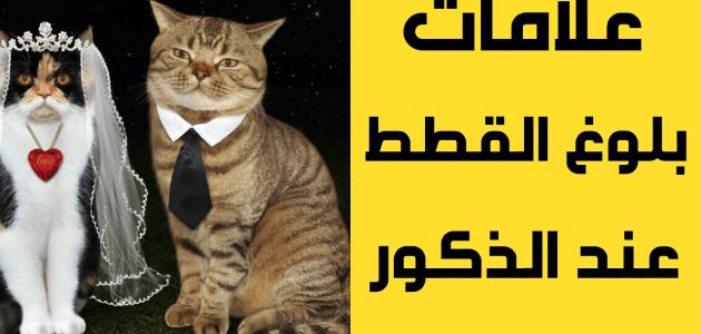 علامات البلوغ عند القطط الذكور ومتى تظهر الخصيتين 1 علامات البلوغ عند القطط