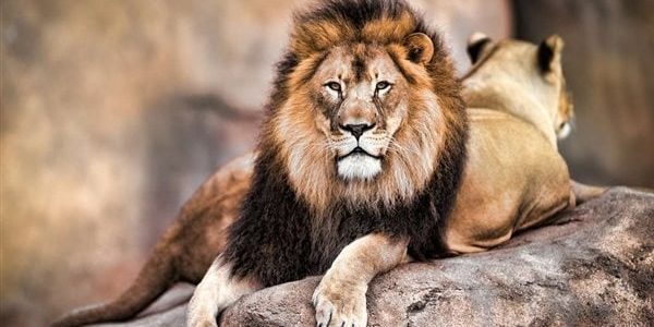 ما حقيقة قصة هاشم بن عتبة مع الأسد؟ وما هي قصة أكل الأسد له؟ 1 ما حقيقة قصة هاشم بن عتبة مع الأسد؟ وما هي قصة أكل الأسد له؟