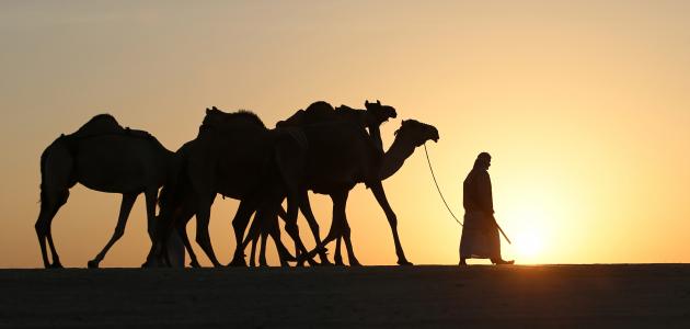 من هو الصحابي الملقب بحمامة المسجد؟ وما سبب تسميته بهذا الاسم؟ 1 من هو الصحابي الملقب بحمامة المسجد؟ وما سبب تسميته بهذا الاسم؟