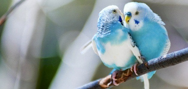 أجمل +100 اسماء عصافير الحب مميزة وحديثة 2025 أسماء عصافير الزينة 1 اسماء عصافير الحب