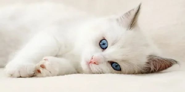 اسماء قطط ذكور ملكية وراقية 1 اسماء قطط ذكور ملكية