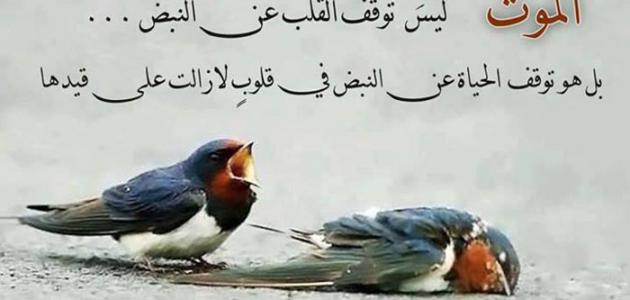بوستات حكم ومواعظ عن الحياة جديدة 1 بوستات حكم ومواعظ عن الحياة جديدة