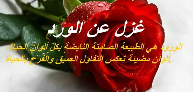 كلام غزل عن الورد 2025 أجمل كلمات الغزل 1 كلام غزل عن الورد