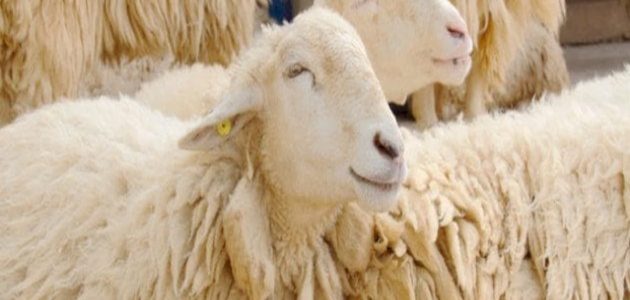 أجمل عبارات تهنئة عيد الاضحى لعمي 1 أجمل عبارات تهنئة عيد الاضحى لعمي