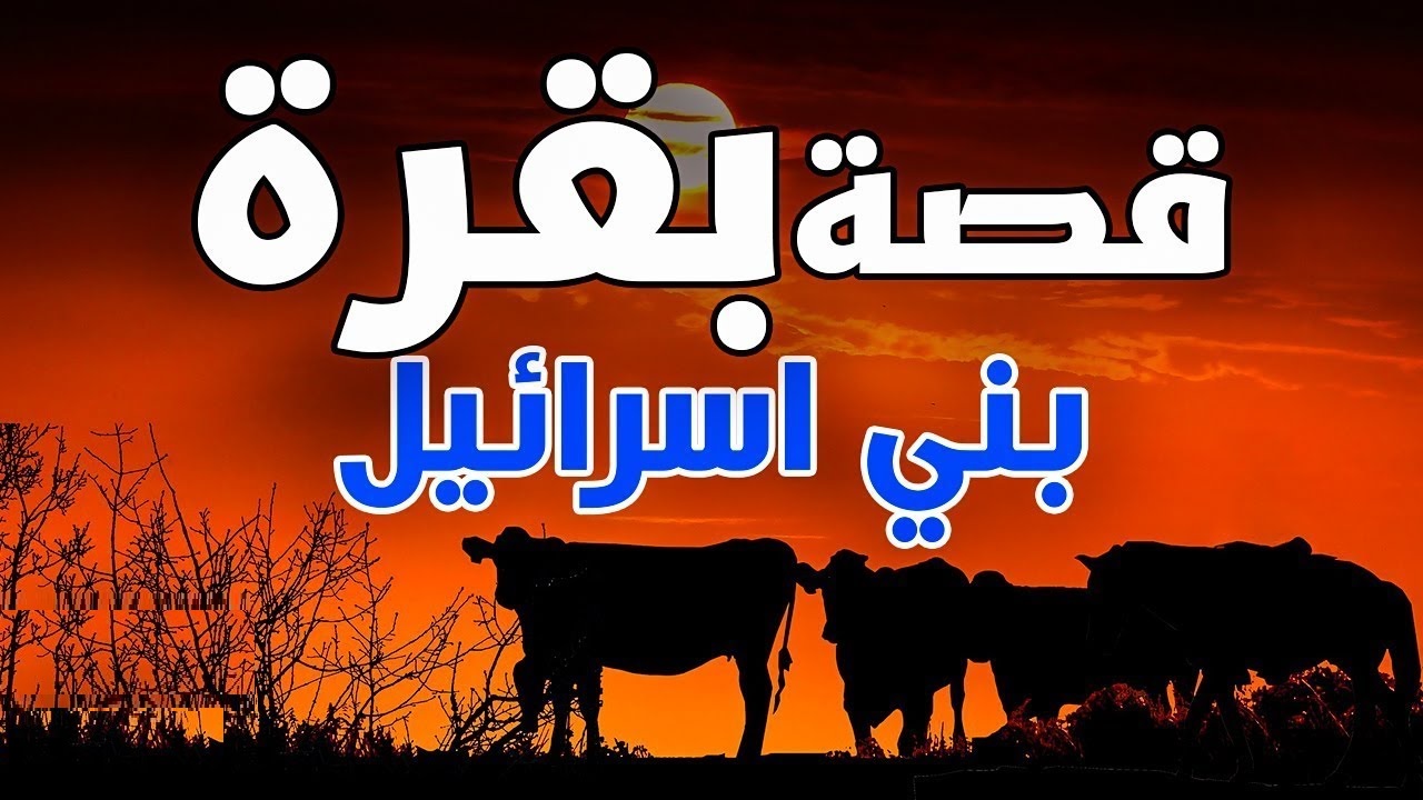 ما هي الدروس المستفادة من قصة بقرة بني إسرائيل وغرائبها