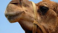 تفسير حلم رؤية الجمل في المنام ابن سيرين