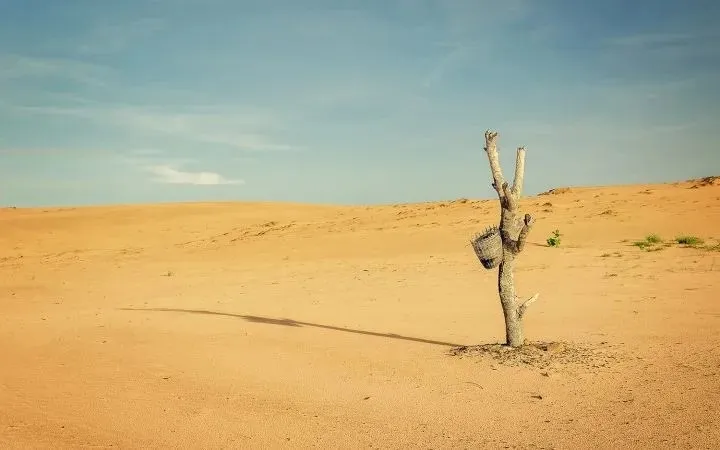 الرويس وش يرجع وما أصله ونسبه؟